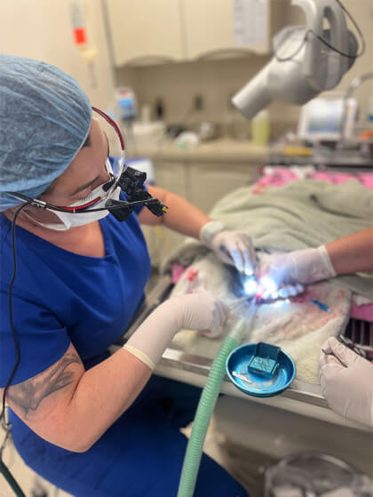 Dr. Happel performing Oral Surgery on a feline patient.