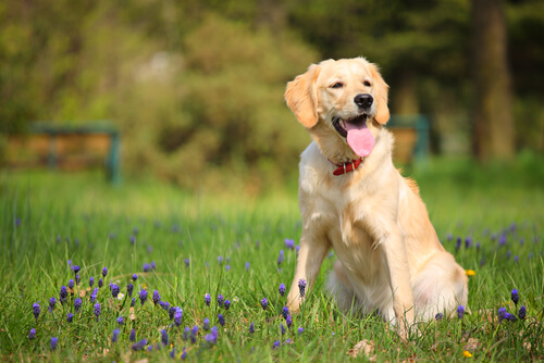 How to Spot Heatstroke in Your Pet