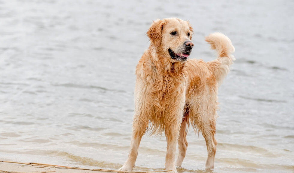 4 Fun Ways to Have a Cool Pet in the Summer Heat