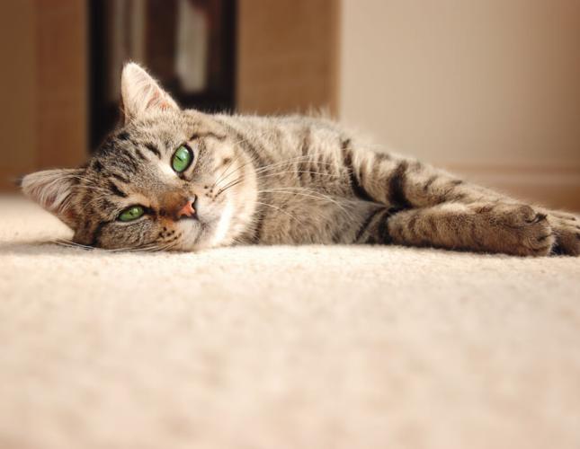 Prepare Your Pet for the Back-to-School Transition