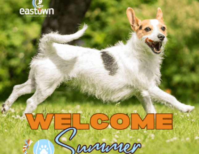 Beat the Heat: Essential Tips for Keeping Your Pets Safe this Summer