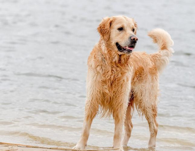 4 Fun Ways to Have a Cool Pet in the Summer Heat