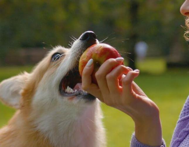 Can My Dog Eat That? A Veterinarian&#039;s Take on the Internet&#039;s Most Asked Foods for Dogs