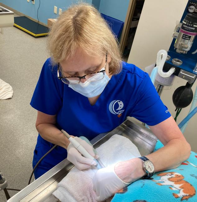 Dental Services